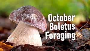 Attēlu rezultāti vaicājumam “Boletus edulis”