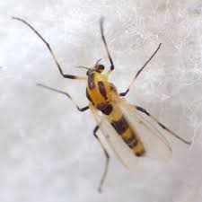 Attēlu rezultāti vaicājumam “Cricotopus male”