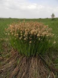 Attēlu rezultāti vaicājumam “Carex cespitosa”