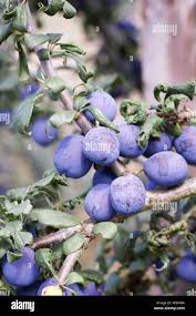 Attēlu rezultāti vaicājumam “Prunus domestica subsp. domestica”