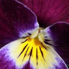 Image result for Hornveilchen