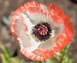 Attēlu rezultāti vaicājumam “Papaver orientale  flower”