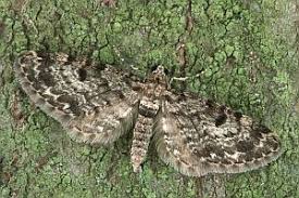 Attēlu rezultāti vaicājumam “Eupithecia tantillaria”