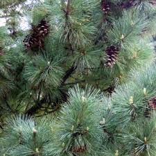 Attēlu rezultāti vaicājumam “Pinus peuce”