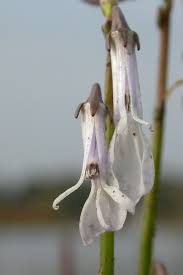 Attēlu rezultāti vaicājumam “Lobelia dortmanna bud”