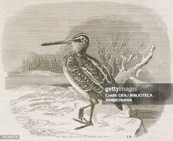 Attēlu rezultāti vaicājumam “Scolopax rusticola juvenile”