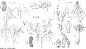 Attēlu rezultāti vaicājumam “Elatinaceae”