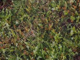 Attēlu rezultāti vaicājumam “Cephalozia bicuspidata”