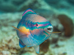 Image result for Scarus taeniopterus
