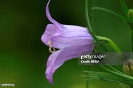 Image result for Campanula rapunculus