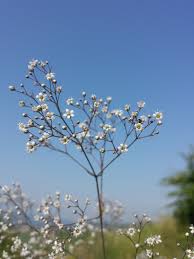Attēlu rezultāti vaicājumam “Gypsophila paniculata bud”