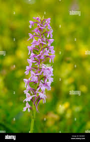 Attēlu rezultāti vaicājumam “Gymnadenia conopsea leaf”