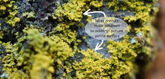 Attēlu rezultāti vaicājumam “Xanthoria candelaria”