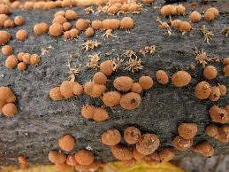 Attēlu rezultāti vaicājumam “Hypoxylon fragiforme / howeianum”