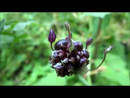 Attēlu rezultāti vaicājumam “Allium scorodoprasum bud”