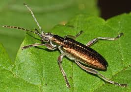 Attēlu rezultāti vaicājumam “Donacia clavipes”