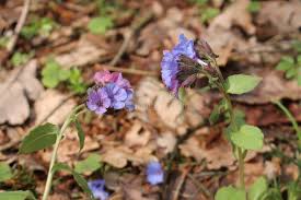 Attēlu rezultāti vaicājumam “Pulmonaria obscura leaf”