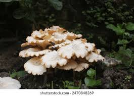 Attēlu rezultāti vaicājumam “Polyporus umbellatus”