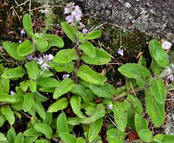 Image result for Veronica officinalis