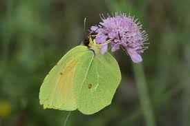 Attēlu rezultāti vaicājumam “Gonepteryx rhamni upperside”