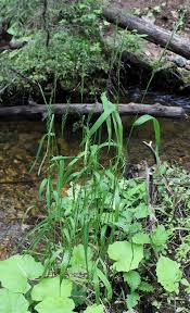 Attēlu rezultāti vaicājumam “Elymus caninus”