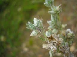 Attēlu rezultāti vaicājumam “Filago arvensis”