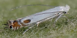 Attēlu rezultāti vaicājumam “Lyonetia clerkella”