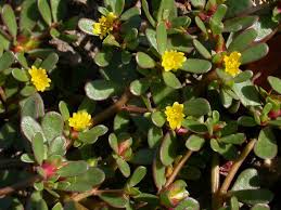 Attēlu rezultāti vaicājumam “Portulacaceae”