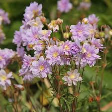 Image result for Geranium `Summer Skies`