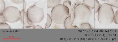 Attēlu rezultāti vaicājumam “Licea minima spores”