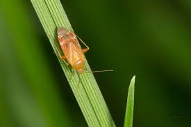 Attēlu rezultāti vaicājumam “Psallus sp.”