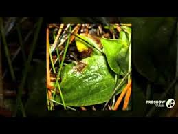 Attēlu rezultāti vaicājumam “Pucciniastrum areolatum”