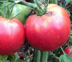 Attēlu rezultāti vaicājumam “Lycopersicon esculentum”