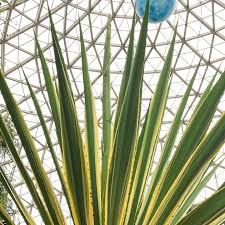 Attēlu rezultāti vaicājumam “Diachea muscorum stalked”