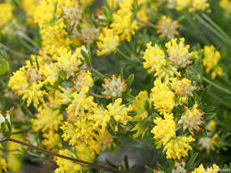 Image result for Anthyllis vulneraria