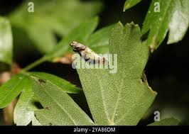 Attēlu rezultāti vaicājumam “Parornix anglicella”