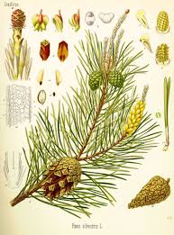 Attēlu rezultāti vaicājumam “Pinus sylvestris var. turfosa”