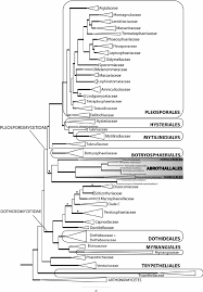 Attēlu rezultāti vaicājumam “Vouauxiomyces santessonii”