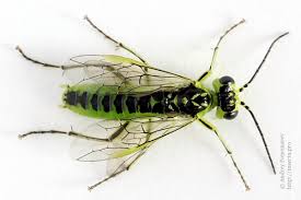 Attēlu rezultāti vaicājumam “Rhogogaster viridis”