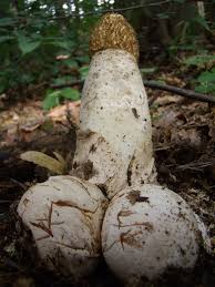 Attēlu rezultāti vaicājumam “Phallus impudicus”