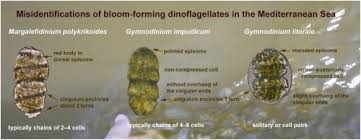 Attēlu rezultāti vaicājumam “Didymium aggregatum macro”