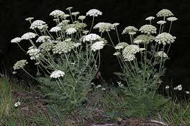 Attēlu rezultāti vaicājumam “Libanotis montana leaf”