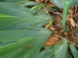 Attēlu rezultāti vaicājumam “Iridaceae”