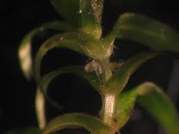 Attēlu rezultāti vaicājumam “Callitriche hermaphroditica leaf”