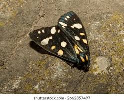 Attēlu rezultāti vaicājumam “Callimorpha dominula imago”