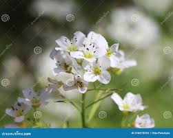 Attēlu rezultāti vaicājumam “Cardamine amara flower”