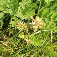 Attēlu rezultāti vaicājumam “Astragalus glycyphyllos flower”