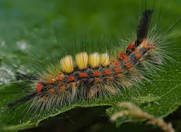 Attēlu rezultāti vaicājumam “Orgyia antiqua”