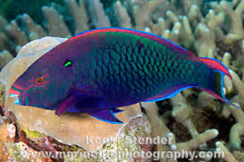 Image result for Scarus niger