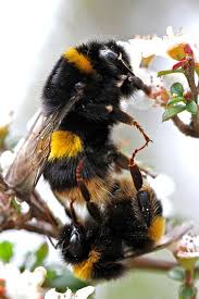 Attēlu rezultāti vaicājumam “Bombus terrestris”
